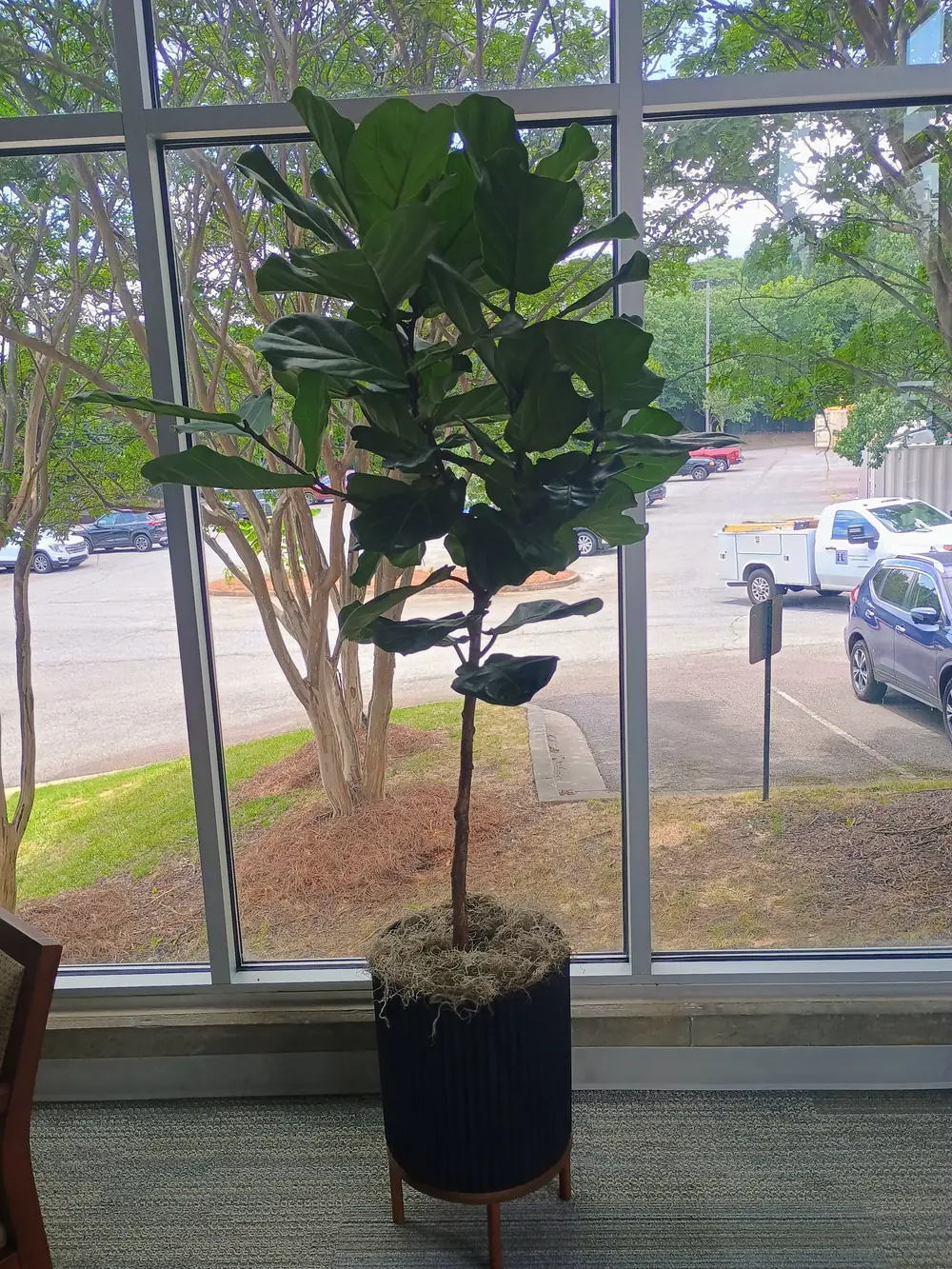 Fiddle leaf fig on a wood stand in front of office windows, from an Office Plant Package install