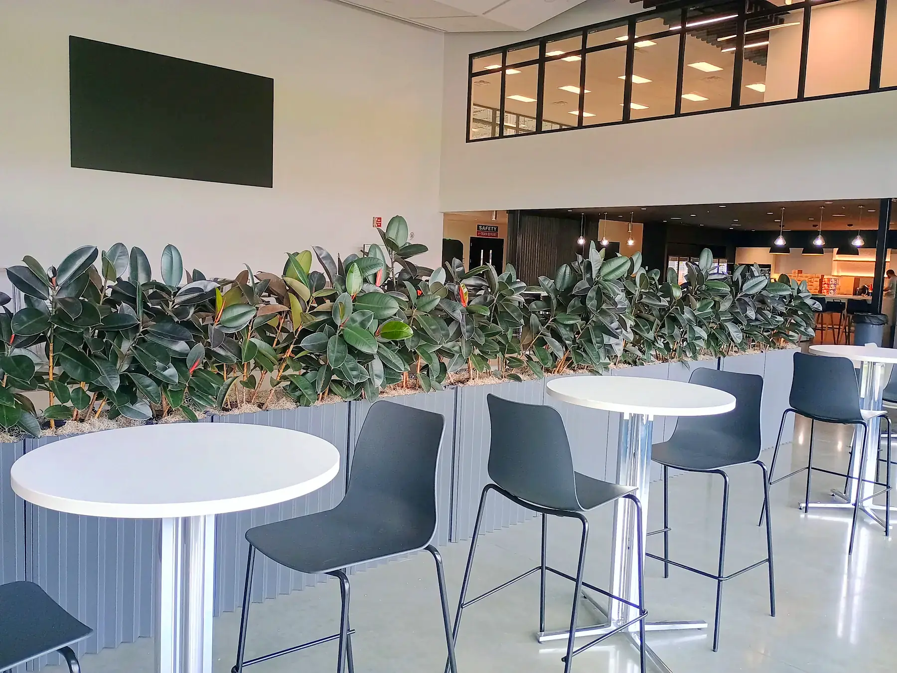 Long run of rubber plants in grey fluted planters dividing a café seating area