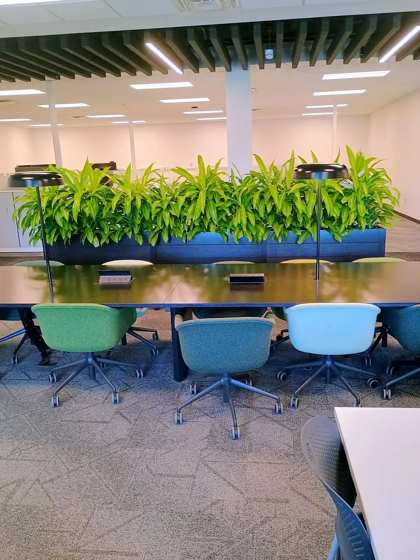 Long planter of lemon-lime dracaena down the center of a conference room